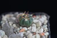 Echinocactus horizonthalonius Santo Domingo